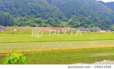 在稻田裡的白崎 在稻田裡的白崎 140621696