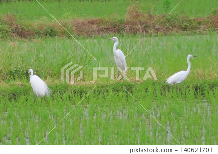 Shirasaki in rice field 140621701