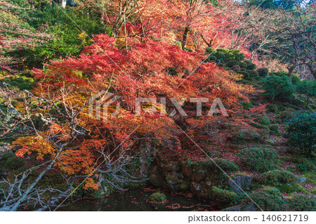 滋賀縣江東市三座寺廟之一的金剛林寺花園的秋景。 滋賀縣江東市三座寺廟之一的金剛林寺花園的秋景。 140621719