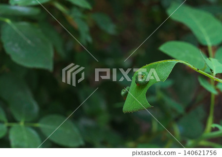 The leaf of a rose bush is half eaten by pests, green caterpillars, which, curled up, rest after feeding. Losses from agricultural pests in crop production The leaf of a rose bush is half eaten by pests, green caterpillars, which, curled up, rest after feeding. Losses from agricultural pests in crop production 140621756