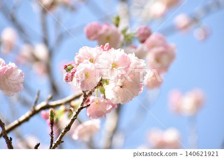 漂亮的粉紅色重瓣櫻花 漂亮的粉紅色重瓣櫻花 140621921