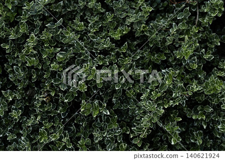 Variegated green leaves texture background Variegated green leaves texture background 140621924