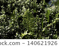 Fern leaf growing in dense green shrubbery 140621926