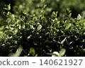 Variegated green leaves in sunlight 140621927