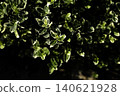 Variegated green leaves texture background 140621928