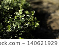 Variegated green leaves in soft sunlight 140621929