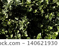 Variegated green leaves texture in bright sunlight 140621930