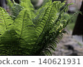 Fern fronds in dense green forest 140621931