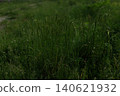 Tall green grass in meadow 140621932