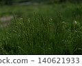 Tall green grass stalks in meadow 140621933