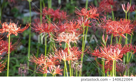 Lycoris radiata 140622064