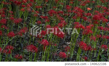 Lycoris radiata Lycoris radiata 140622106