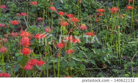 Lycoris radiata Lycoris radiata 140622132