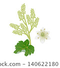 Rhubarb inflorescence with leaf and flower on a white background. 140622180