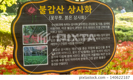 Lycoris radiata 140622187