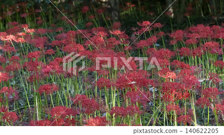 Lycoris radiata Lycoris radiata 140622205