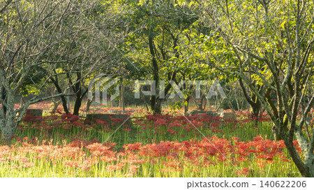 Lycoris radiata Lycoris radiata 140622206