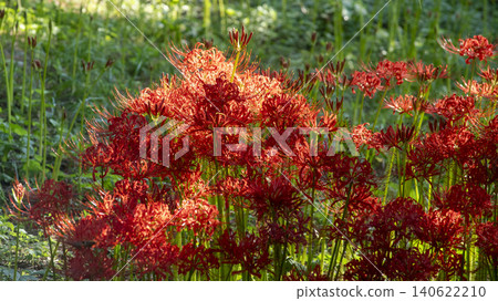 Lycoris radiata Lycoris radiata 140622210