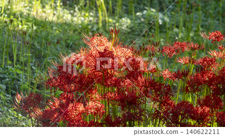 Lycoris radiata 140622211