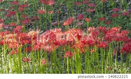 Lycoris radiata 140622225