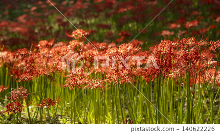 Lycoris radiata 140622226