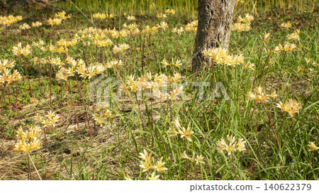 Lycoris radiata 140622379