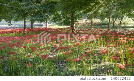 Lycoris radiata Lycoris radiata 140622432