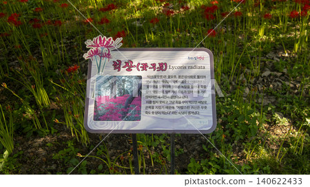 Lycoris radiata Lycoris radiata 140622433