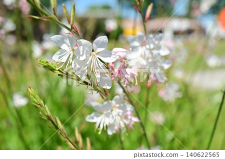 白花月見草（柳葉菜科），月見草屬 140622565