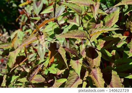 Persicaria red dragon (Polygonaceae family), genus Persicaria Persicaria red dragon (Polygonaceae family), genus Persicaria 140622729