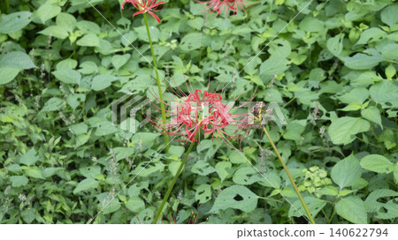 Lycoris radiata Lycoris radiata 140622794