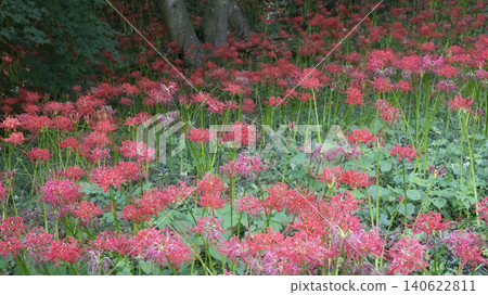 Lycoris radiata 140622811