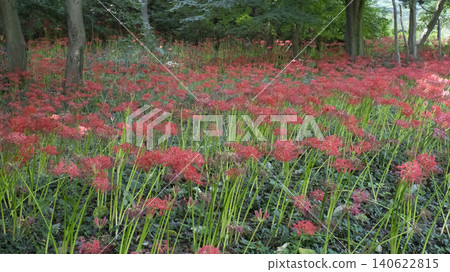 Lycoris radiata Lycoris radiata 140622815
