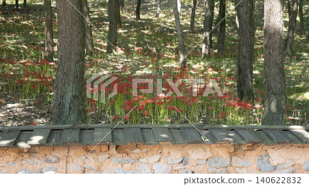 Lycoris radiata Lycoris radiata 140622832