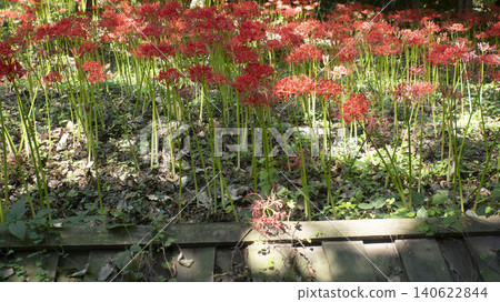 Lycoris radiata 140622844
