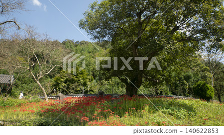 Lycoris radiata Lycoris radiata 140622853