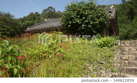 Lycoris radiata Lycoris radiata 140622859