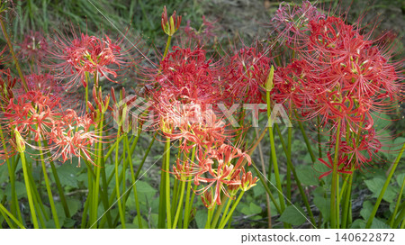 Lycoris radiata Lycoris radiata 140622872