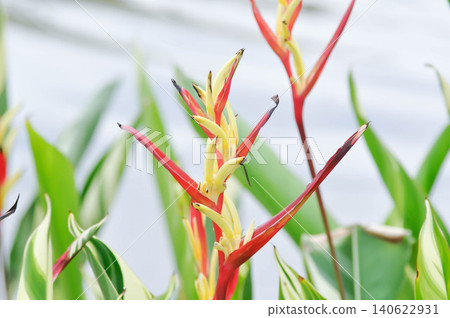 Parrot beak or Heliconia psittacorum or Bird of paradise, Strelitzia reginae or Sterliziaceae flower or Heliconia flower or yellow and red flower Parrot beak or Heliconia psittacorum or Bird of paradise, Strelitzia reginae or Sterliziaceae flower or Heliconia flower or yellow and red flower 140622931