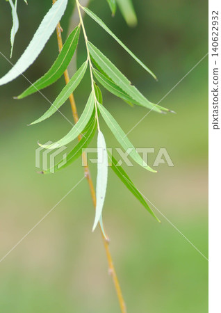 Salix babylonica var or pekinensis or Pendula or Weeping Willow or Salix babylonica L, SALICACEAE Salix babylonica var or pekinensis or Pendula or Weeping Willow or Salix babylonica L, SALICACEAE 140622932