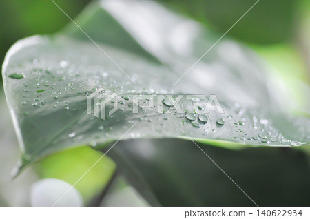 Aglaonema sp, Chinese Evergreen or ARACEAE or Aglaonema and rain droplet 140622934