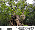 Find solace in the ancient trees of history during early summer. 140622952