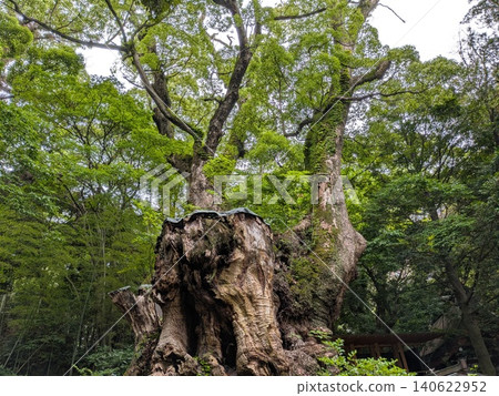 Find solace in the ancient trees of history during early summer. 140622952