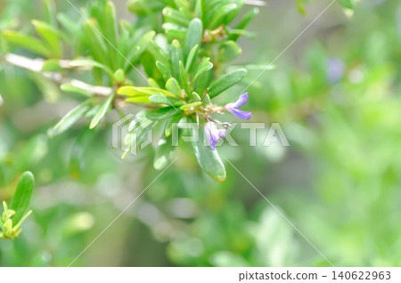 Antidesma acidum, Antidesma acidum Linh sam, Cay Linh Sam, Pinaceae Vietnam or purple flower Antidesma acidum, Antidesma acidum Linh sam, Cay Linh Sam, Pinaceae Vietnam or purple flower 140622963