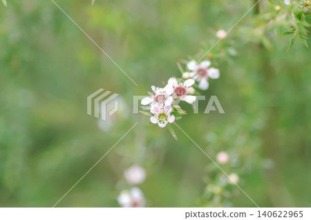manuka or Astartea affinis, Broom tea tree or Chamelaucium uncinatum or Leptospermum scoparium or manuka flower or Myrtaceae or New Zealand manuka or Tea tree or west coast astartea flower manuka or Astartea affinis, Broom tea tree or Chamelaucium uncinatum or Leptospermum scoparium or manuka flower or Myrtaceae or New Zealand manuka or Tea tree or west coast astartea flower 140622965