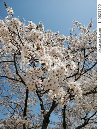 盛開的櫻花在藍天中閃耀 盛開的櫻花在藍天中閃耀 140623100