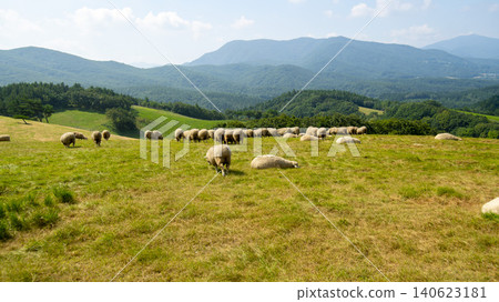 Daegwallyeong, sheep farm Daegwallyeong, sheep farm 140623181