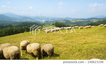 Daegwallyeong, sheep farm Daegwallyeong, sheep farm 140623190