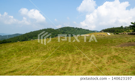 Daegwallyeong, sheep farm Daegwallyeong, sheep farm 140623197