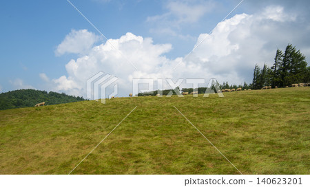 Daegwallyeong, sheep farm Daegwallyeong, sheep farm 140623201